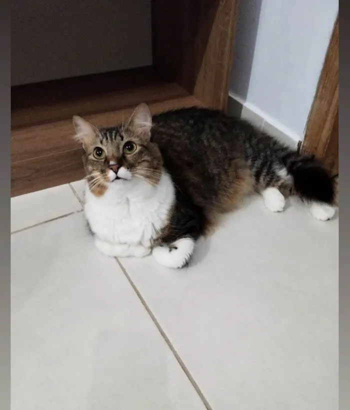 Gato raça  idade 1 ano nome Margareth