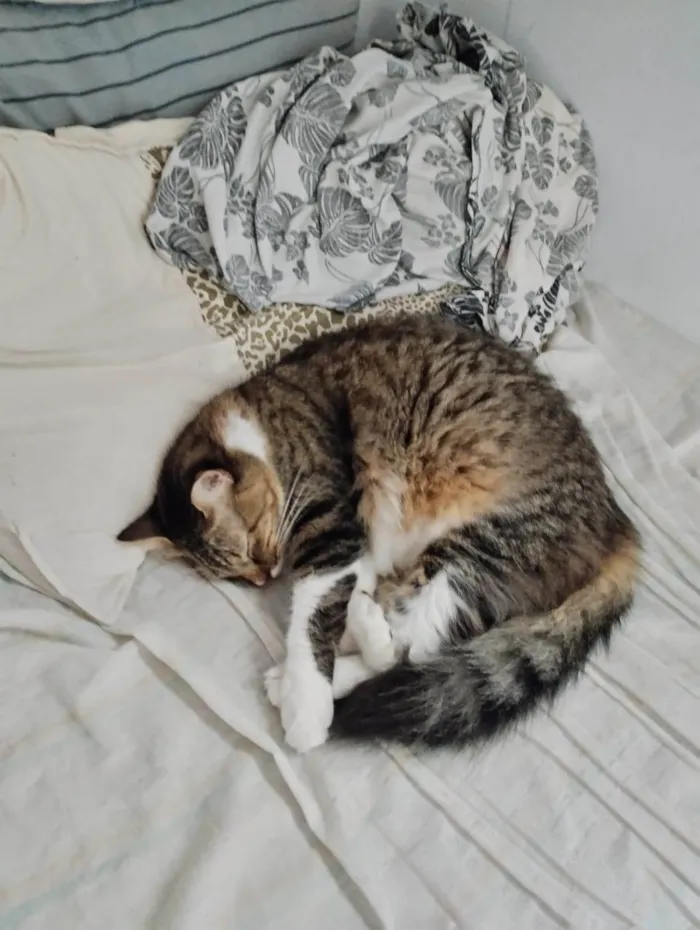 Gato raça  idade 1 ano nome Margareth