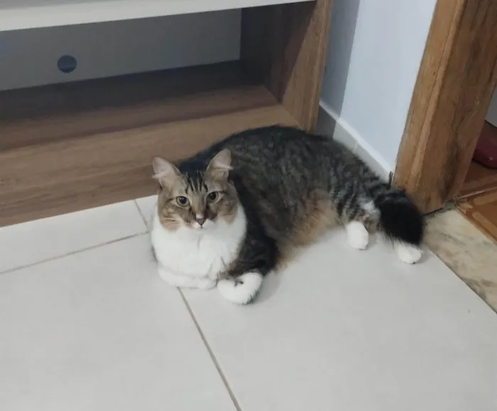 Gato raça  idade 1 ano nome Margareth