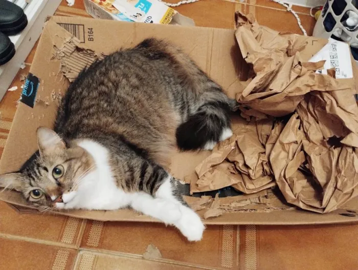 Gato raça  idade 1 ano nome Margareth