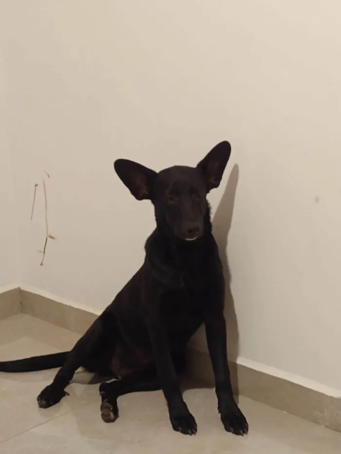 Cachorro ra a SRD-ViraLata idade 2 a 6 meses nome Pretinha