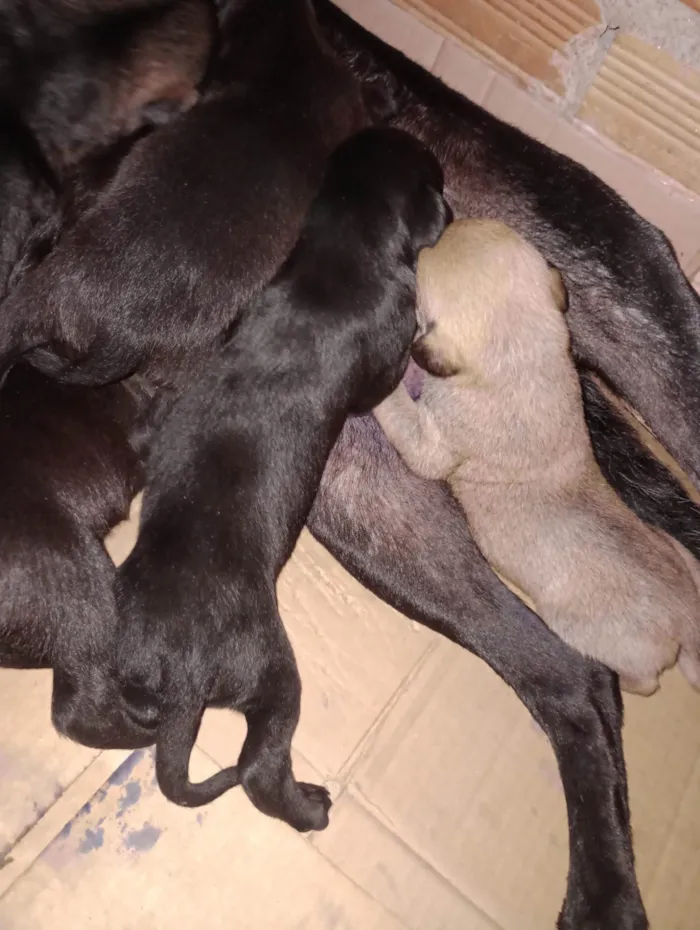 Cachorro ra a SRD-ViraLata idade Abaixo de 2 meses nome Ainda não tem nome 