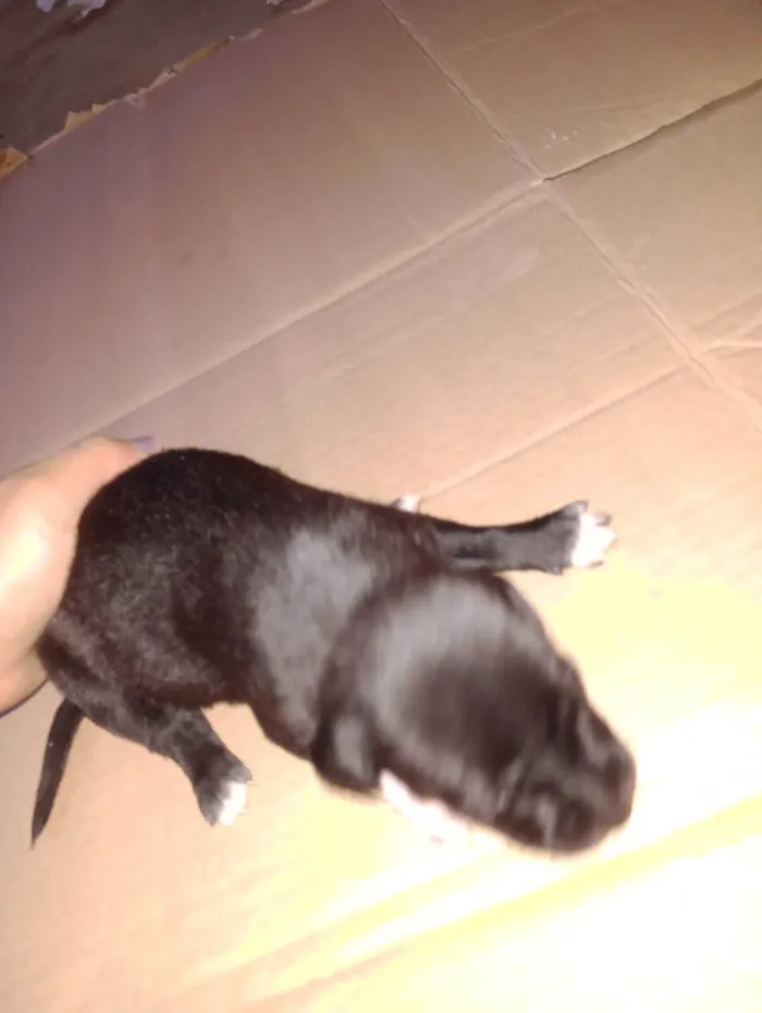 Cachorro ra a SRD-ViraLata idade Abaixo de 2 meses nome Ainda não tem nome 