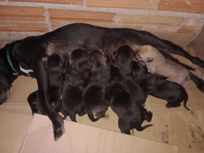 Cachorro ra a SRD-ViraLata idade Abaixo de 2 meses nome Ainda não tem nome 