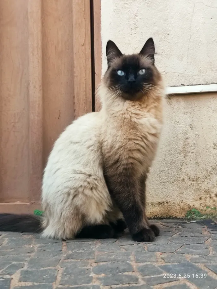 Gato raça  idade  nome Pantufa 