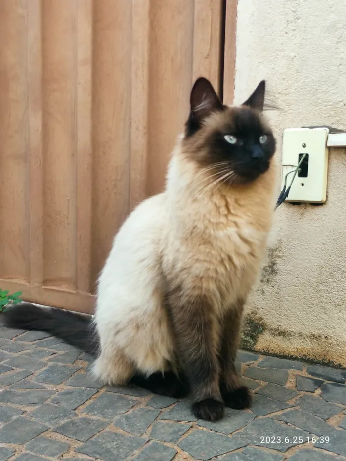 Gato raça  idade  nome Pantufa 