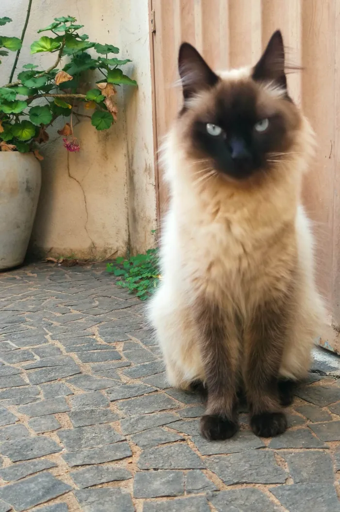 Gato raça  idade  nome Pantufa 
