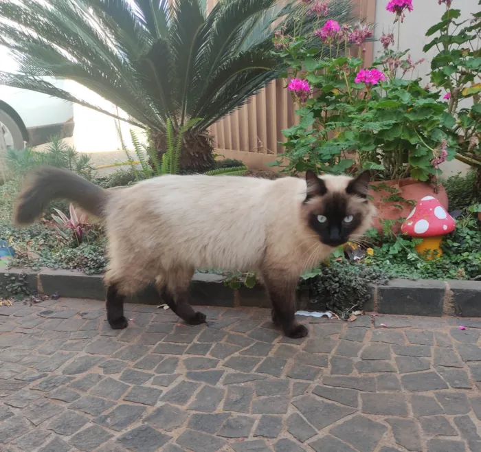 Gato raça  idade  nome Pantufa 
