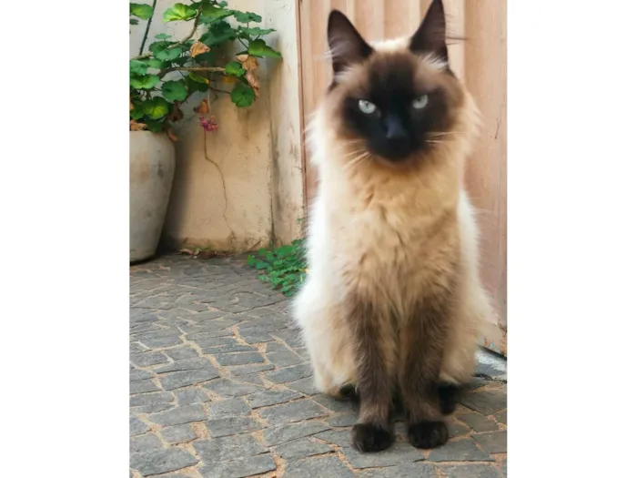 Gato raça  idade  nome Pantufa 