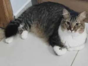 Gato raça  idade 1 ano nome Margareth