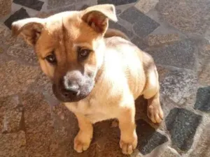Cachorro raça Chow Chow idade 2 a 6 meses nome Sol