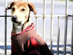 Cachorro raça SRD-ViraLata idade 2 a 6 meses nome Kiwi