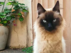 Gato raça  idade  nome Pantufa 