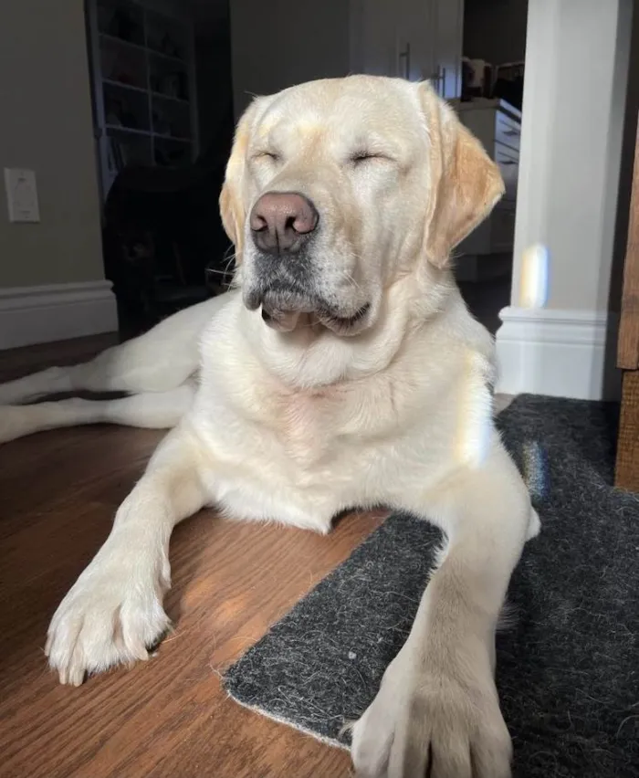 Cachorro ra a Labrador idade 3 anos nome Rainha 
