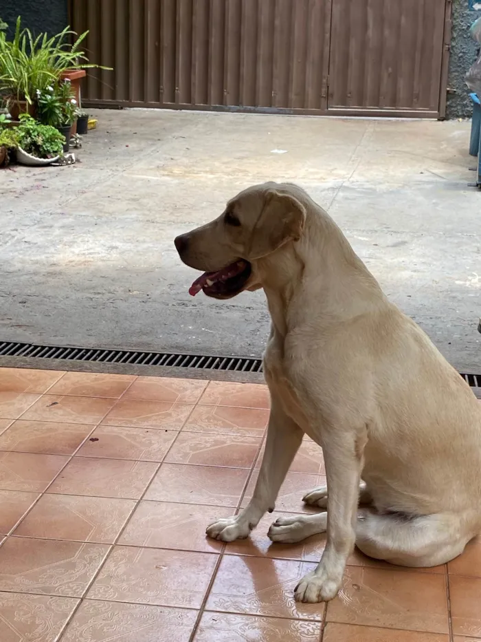 Cachorro ra a Labrador idade 3 anos nome Rainha 