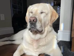 Cachorro raça Labrador idade 3 anos nome Rainha 