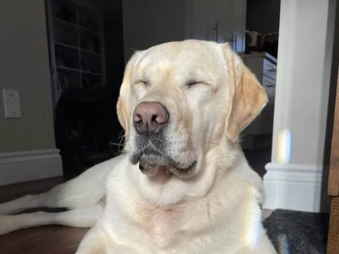 Cachorro ra a Labrador idade 3 anos nome Rainha 