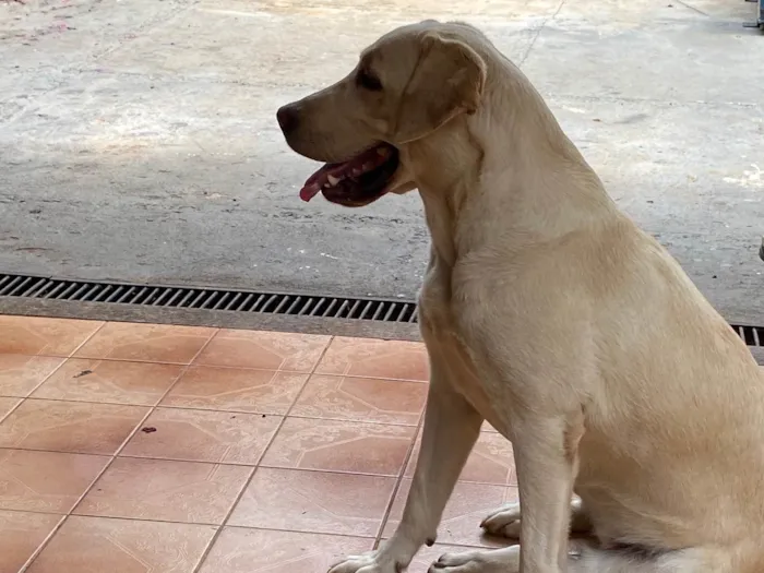 Cachorro ra a Labrador idade 3 anos nome Rainha 