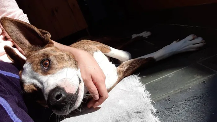 Cachorro ra a SRD-ViraLata idade 2 anos nome Princesa