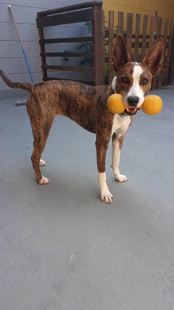 Cachorro ra a SRD-ViraLata idade 2 anos nome Princesa