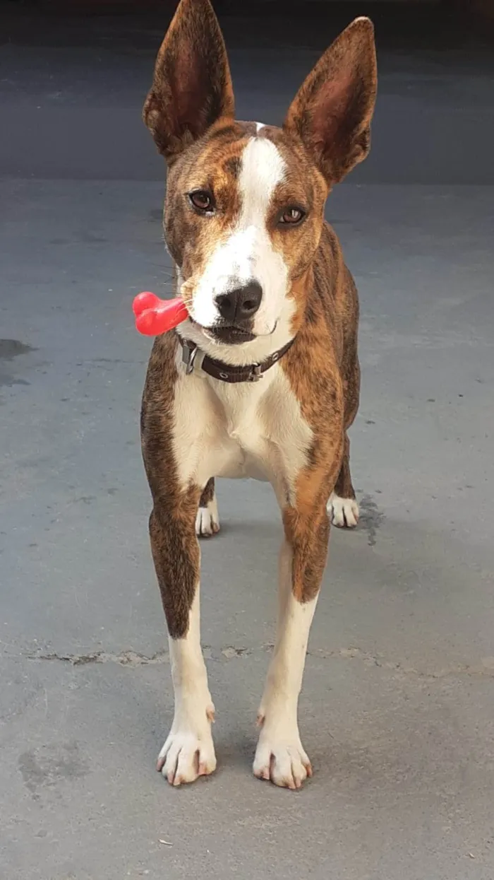 Cachorro ra a SRD-ViraLata idade 2 anos nome Princesa