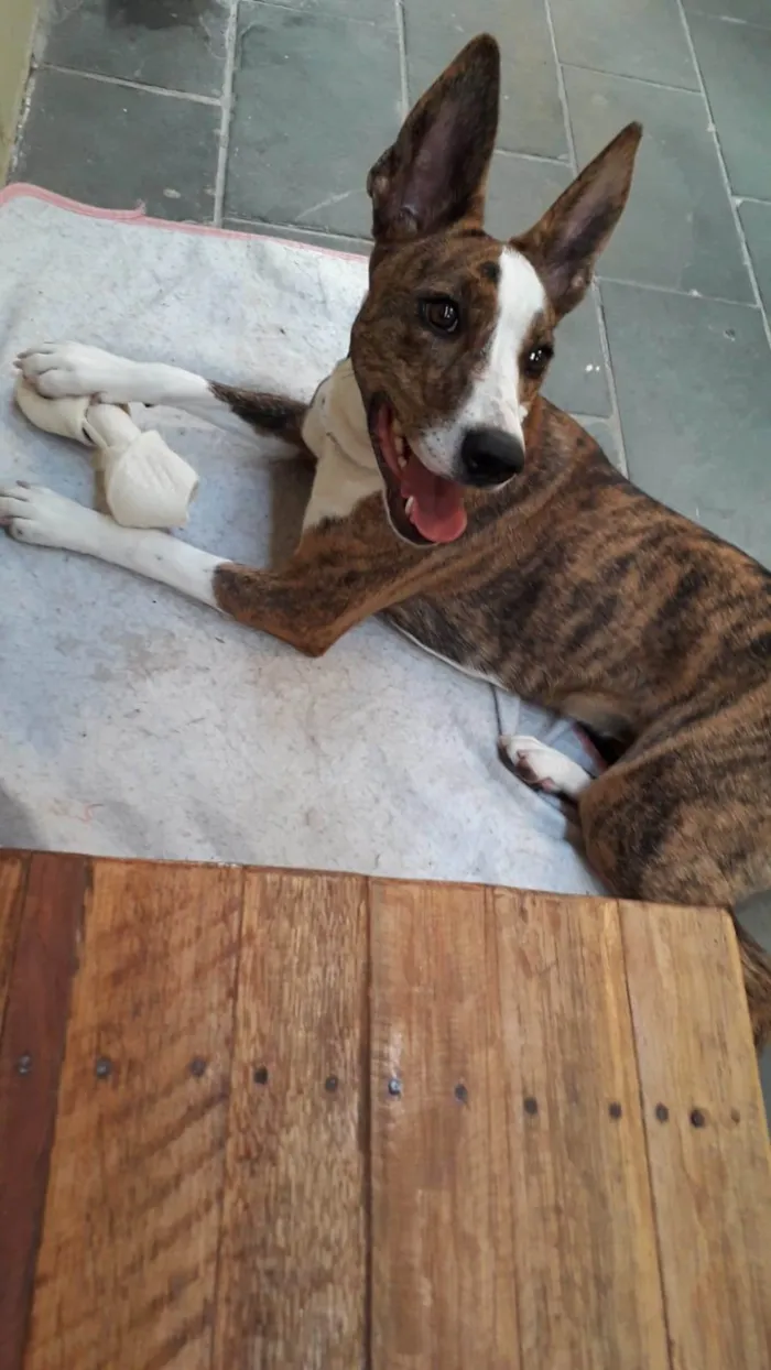 Cachorro ra a SRD-ViraLata idade 2 anos nome Princesa