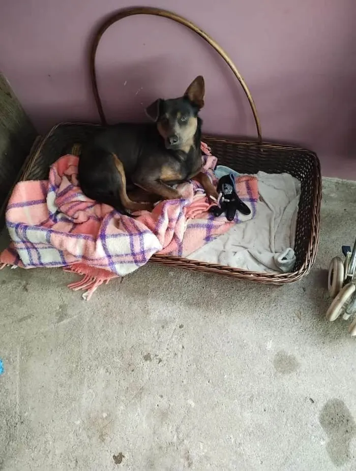 Cachorro ra a SRD-viralata idade 7 a 11 meses nome Dino