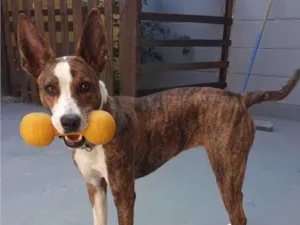 Cachorro raça SRD-ViraLata idade 2 anos nome Princesa