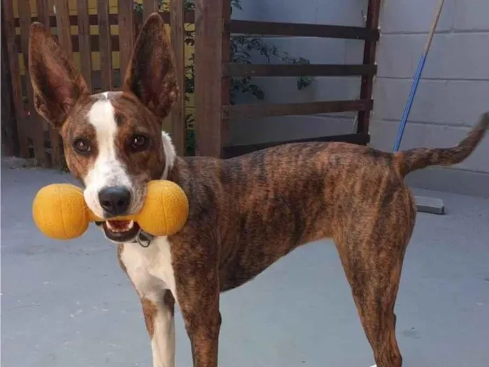 Cachorro ra a SRD-ViraLata idade 2 anos nome Princesa