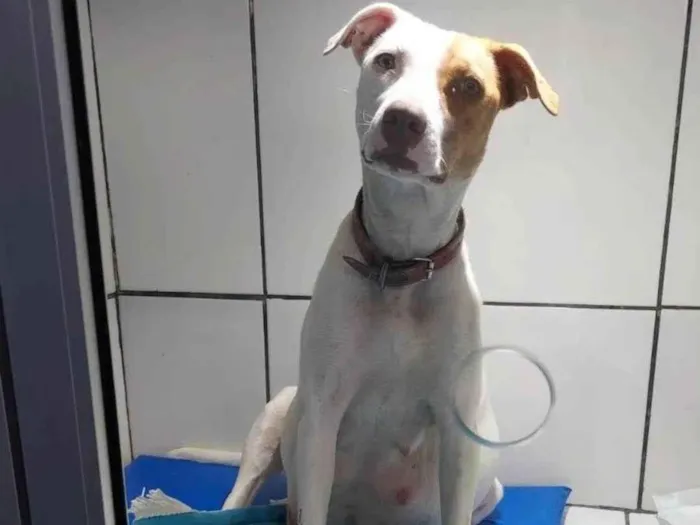 Cachorro ra a Vira lata idade 2 anos nome Branca