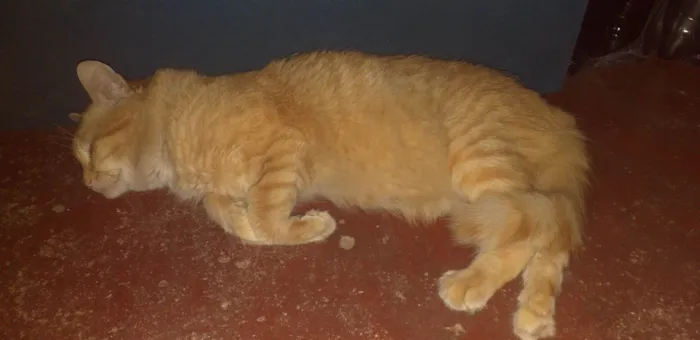 Gato ra a SRD-ViraLata idade 2 anos nome Xani