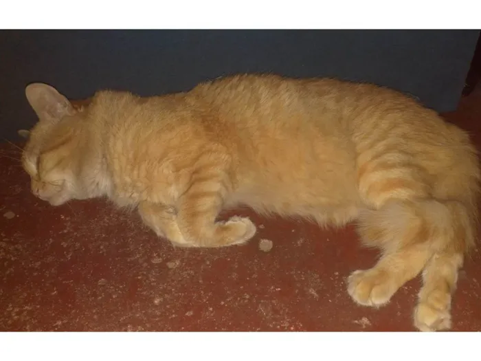 Gato ra a SRD-ViraLata idade 2 anos nome Xani