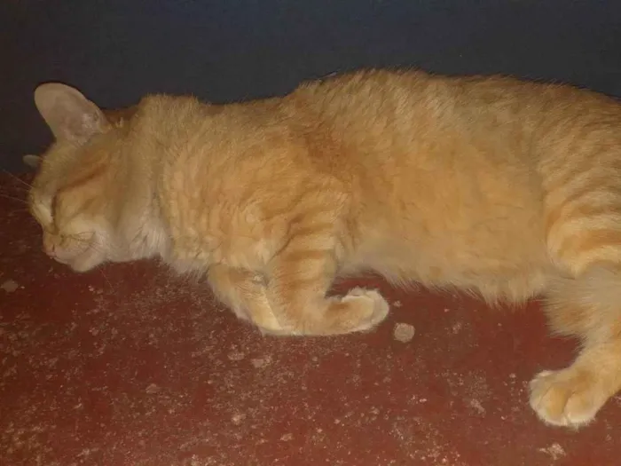 Gato ra a SRD-ViraLata idade 2 anos nome Xani