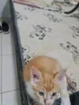 Paçoca