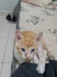 Paçoca