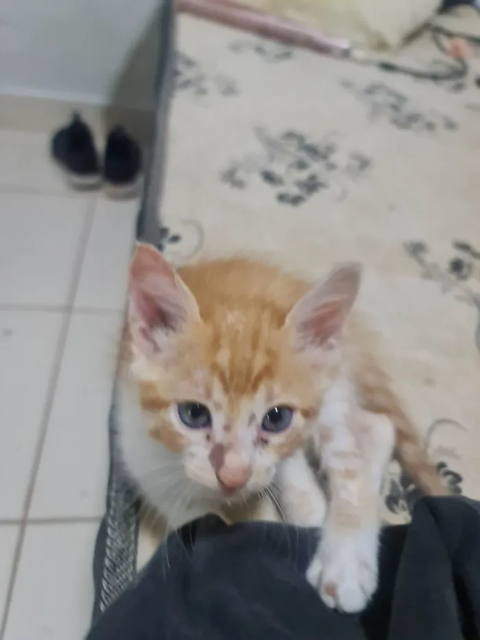 Gato ra a  idade 2 a 6 meses nome Paçoca