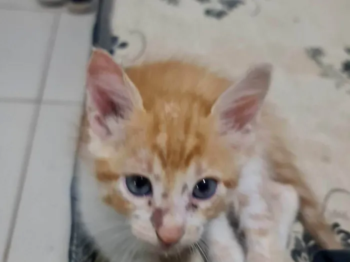 Gato ra a  idade 2 a 6 meses nome Paçoca
