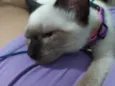 Amora