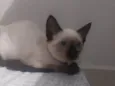 Amora