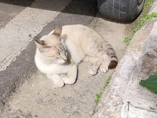 Gato ra a SRD-ViraLata idade Abaixo de 2 meses nome filhote macho