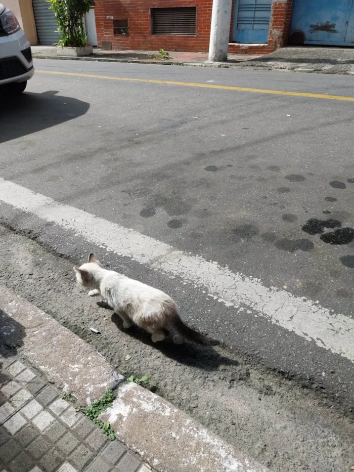 Gato ra a SRD-ViraLata idade Abaixo de 2 meses nome filhote macho