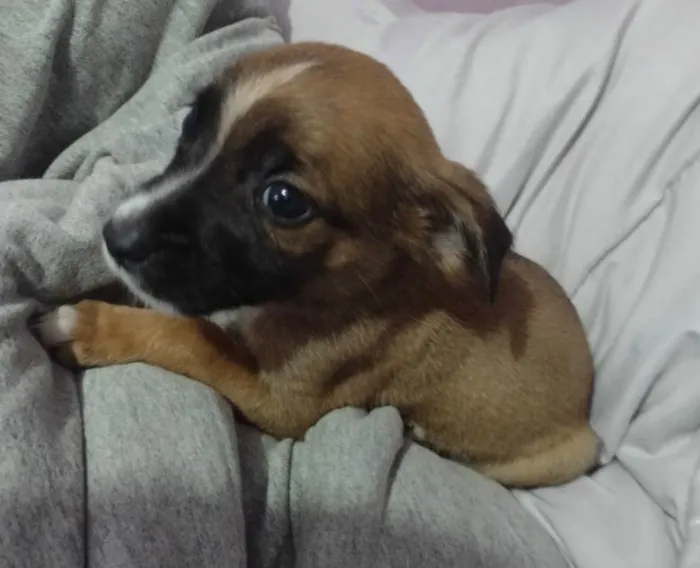 Cachorro raça Srd idade 2 a 6 meses nome MALIK