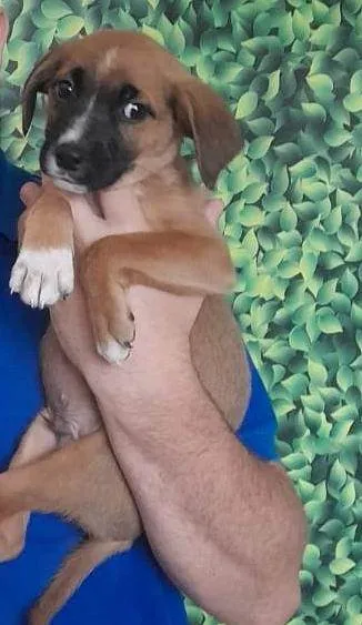 Cachorro raça Srd idade 2 a 6 meses nome MALIK