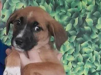 Cachorro raça Srd idade 2 a 6 meses nome MALIK