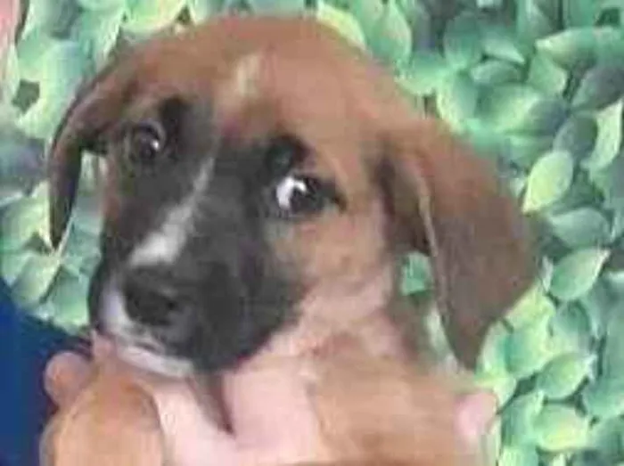 Cachorro raça Srd idade 2 a 6 meses nome MALIK