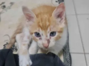 Gato raça  idade 2 a 6 meses nome Paçoca