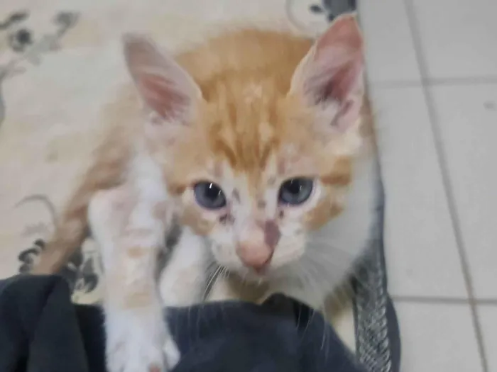 Gato ra a  idade 2 a 6 meses nome Paçoca