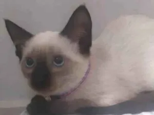 Gato raça  idade 2 a 6 meses nome Amora