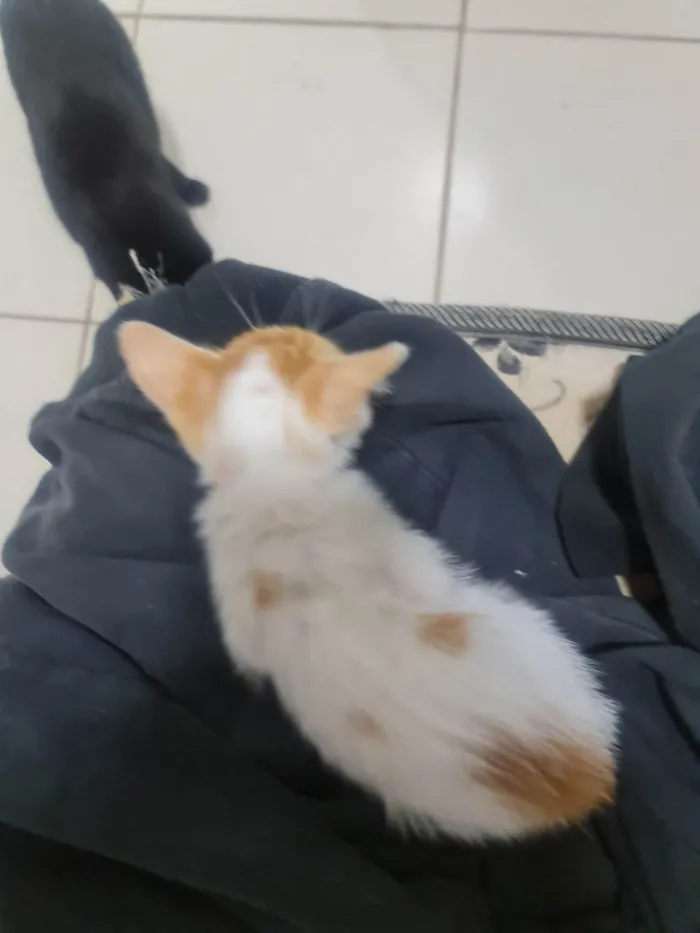 Gato ra a  idade 2 a 6 meses nome Sem nomes