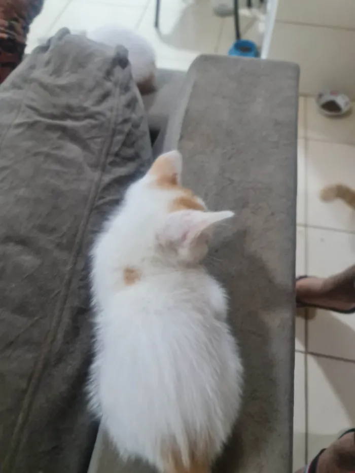 Gato ra a  idade 2 a 6 meses nome Sem nomes